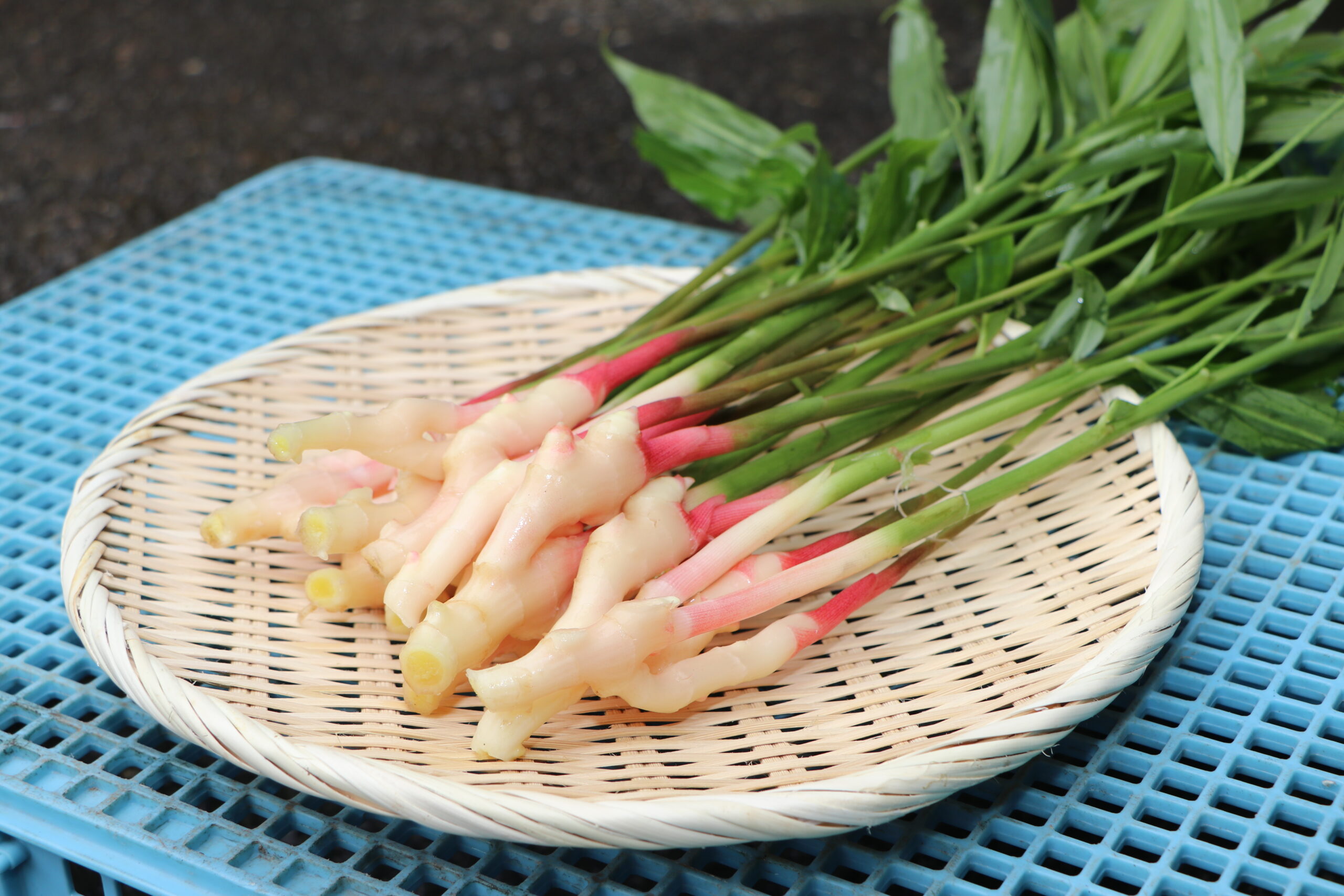 ヤマツ葉しょうが