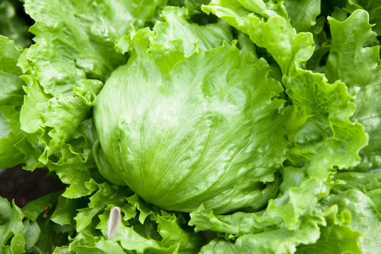 レタス
