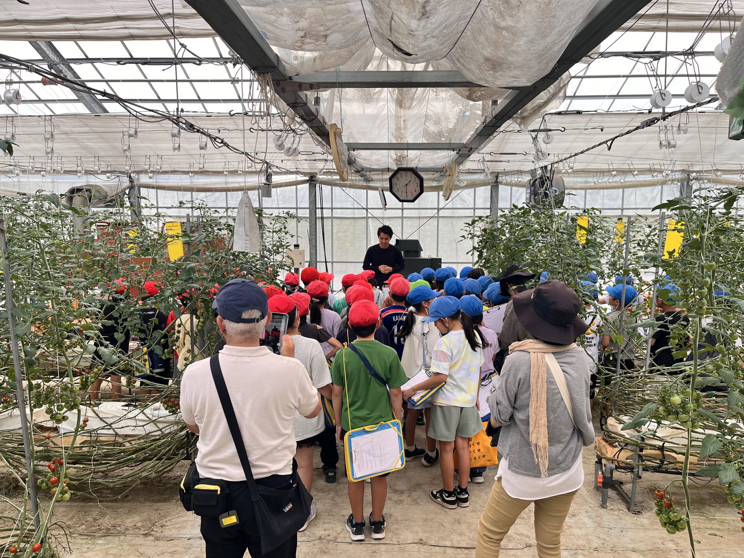 小学生がミニトマト作りを見学