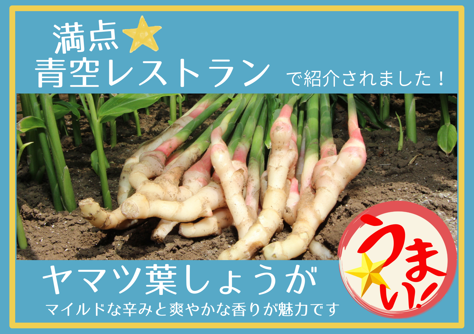 ヤマツ葉しょうが1日限定イベント開催！